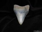 Beautifully Color Megalodon Tooth About Inches #118-1